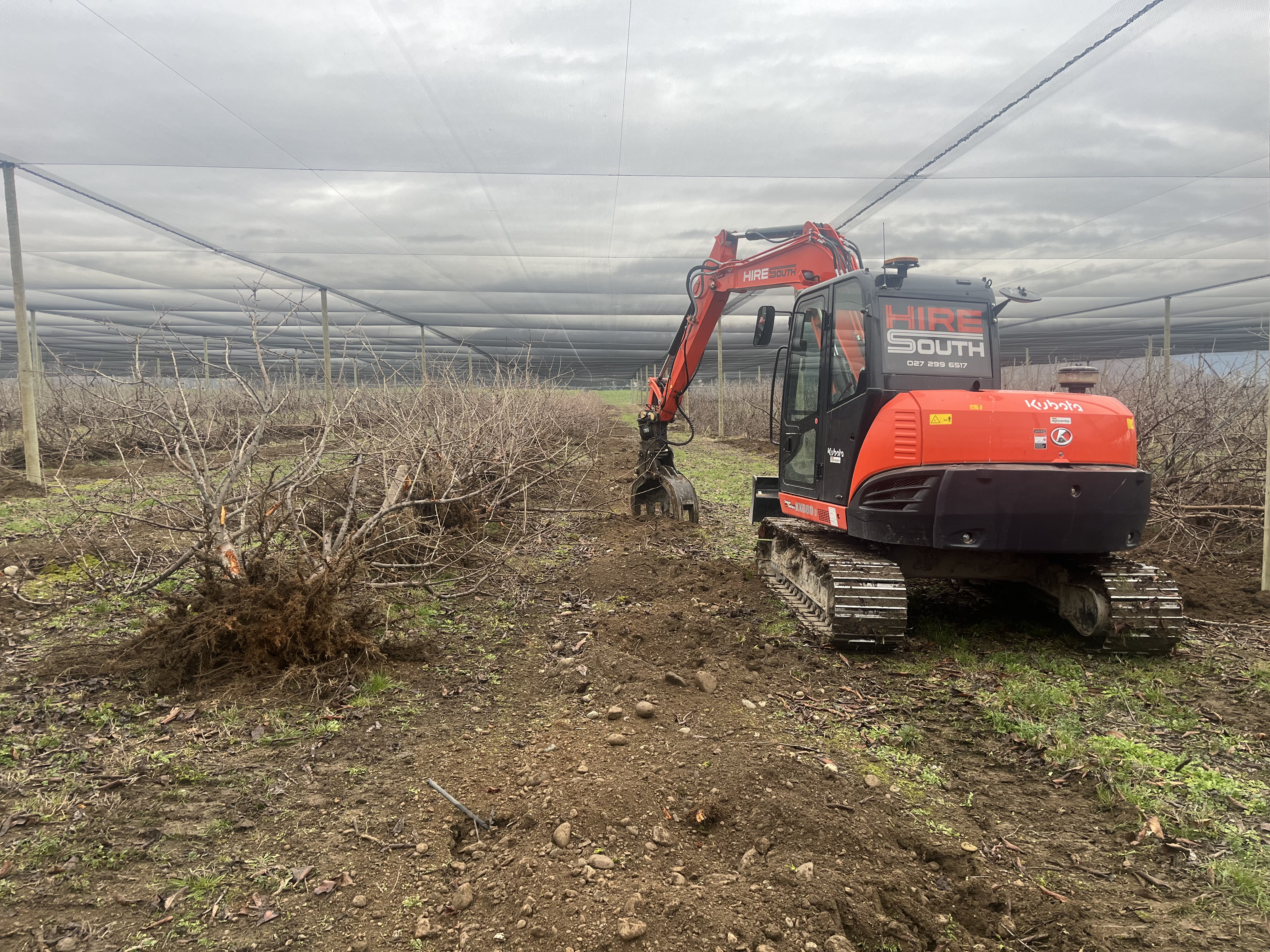 Hire South Kubota KX080-3 digger using a grapple attachment to uproot old stonefruit trees during an orchard renewal project, Central Otago